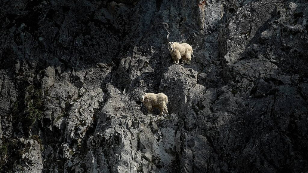 Mountain goats- digital marketing _birr agency